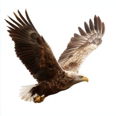 Fototapeta premium Majestic Eagle in Flight , PNG isolated cut out image