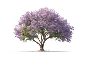 Obraz premium Majestic jacaranda tree with vibrant purple blossoms in full bloom, cut out