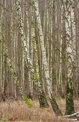 Obraz premium Birkenwäldchen am winterlichen 