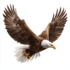 Obraz premium Majestic Eagle in Flight , PNG isolated cut out image