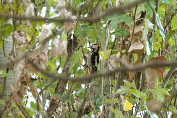 The Great Spotted Woodpecker is a bird in a tree pecking at a tree trunk and eating forest pests Fauna nature