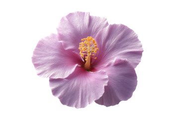 Vibrant pink hibiscus flower close-up with detailed petals and stamen, cut out
