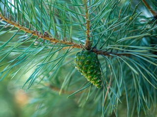 Close-up view of green pine cone among lush pine needles