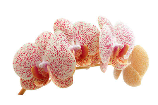 Pink and white speckled orchid blooms on a single stem in full bloom, cut out