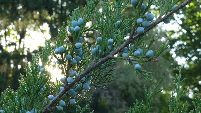Blue juniper berries on a branch in the rays of the setting sun. Summer nature close up, bright green needles and ripe blue berries sway in the wind.
