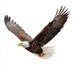 Fototapeta premium Majestic Bald Eagle in Flight , PNG isolated cut out image