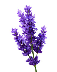 Fototapeta premium A purple flower with a green stem