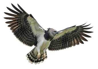 Obraz premium A striking image of a majestic bird of prey in flight, showcasing its wide, intricate wings against a stark black backdrop.