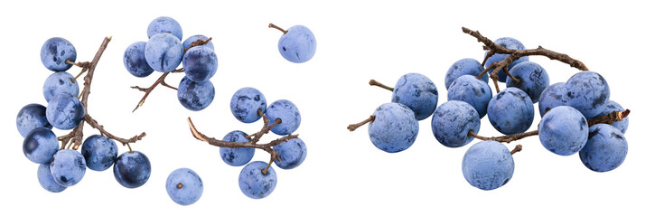 Fresh blackthorn berries with twig, prunus spinosa isolated on white background. Top view. Flat lay