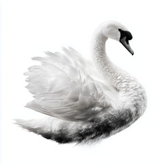 Fototapeta premium Majestic Swan in Monochrome Elegance , PNG isolated cut out image