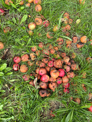 A pile of rotten apples in the grass, fruit segregation during harvest.