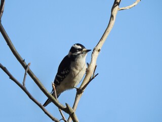 A female, downy woodpecker, perched on a branch, within the woodland forest of Bombay Hook National Wildlife Refuge, Kent County, Delaware. 