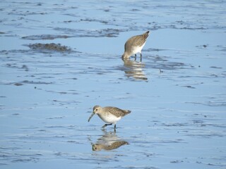 A pair of hungry shorebirds, dunlins, probing the soft, wetland mud for prey, small invertebrates to eat. Bombay Hook National Wildlife Refuge, Kent County, Delaware.    