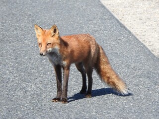 A red fox enjoying a beautiful autumn day. Bombay Hook National Wildlife REfuge, Kent County, Delaware. 