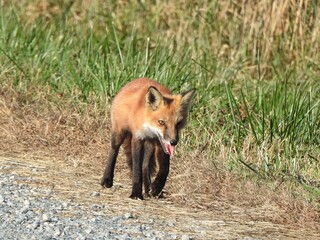 A red fox enjoying a beautiful autumn day. Bombay Hook National Wildlife REfuge, Kent County, Delaware. 