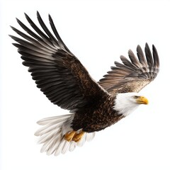 Obraz premium Majestic Bald Eagle in Flight , PNG isolated cut out image