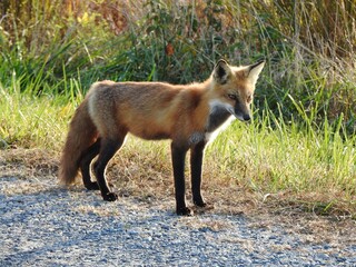 A red fox enjoying a beautiful autumn day. Bombay Hook National Wildlife REfuge, Kent County, Delaware. 