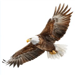 Obraz premium Majestic Bald Eagle in Flight , PNG isolated cut out image