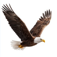 Obraz premium Majestic Eagle in Flight , PNG isolated cut out image