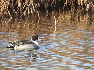 A male, northern pintail, swimming within the wetland waters of the Bombay Hook National Wildlife...