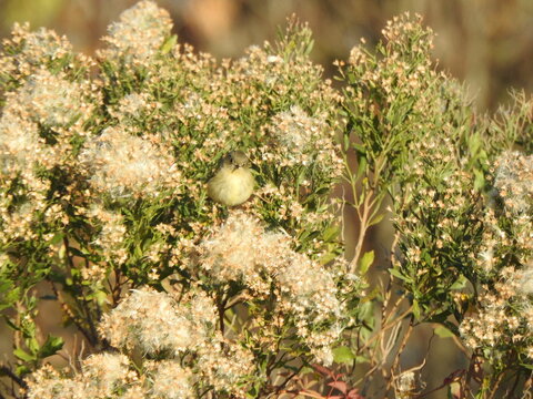 A ruby-crowned kinglet, perched in a bloomed groundsel tree, within the wetlands of the Bombay Hook National Wildlife Refuge, Kent County, Delaware. 