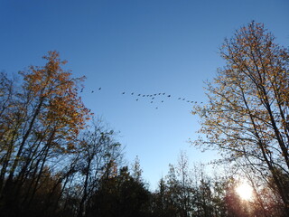 Beautiful, woodland scene, wild canadian geese, flying over a deciduous forest with sunlight beaming through the trees. Bombay Hook National Wildlife Refuge, Kent County, Delaware. 