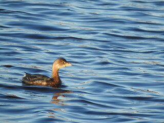 A pied-billed grebe, swimming within the wetland waters of the Bombay Hook National Wildlife Refuge, Kent County, Delawar