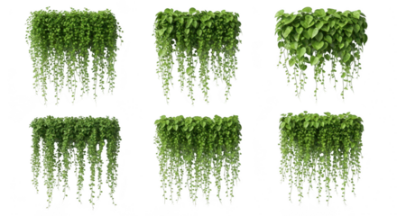 Set of hanging plants isolated on transparent background