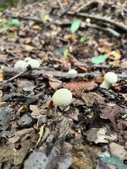 Young puffball mushrooms in the forest floor