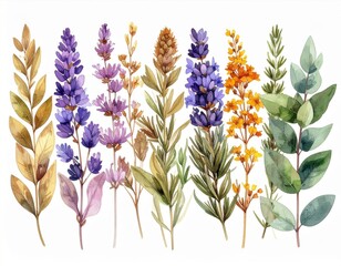 Watercolor Assortment of Lavender Orange and Green Sprigs on White Background
