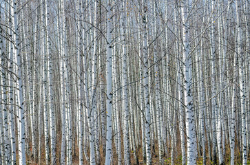 Serene birch forest showcasing elegant white trunks