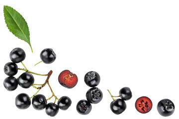 Chokeberry with leaf isolated on white background. Black aronia. Top view with copy space for your text. Flat lay