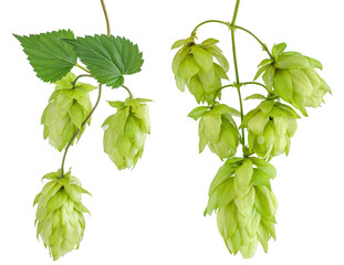 Hop cones branch isolated on white background. Beer brewing ingredients
