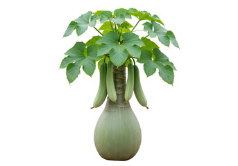 Lush green leaves and pale-green gourds gracefully cascade from a unique, bulbous plant against a pure black background.