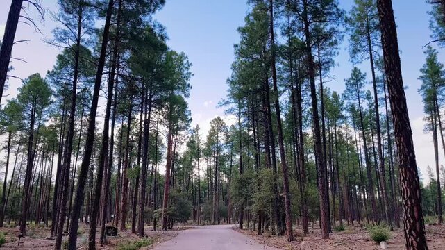 Ponderosa Campground Payson Arizona