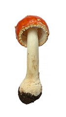 Mushroom Amanita muscaria on white background