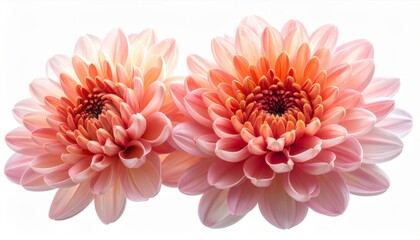 Fototapeta premium Pair of Peach Colored Dahlia Flowers in Full Bloom on White Background