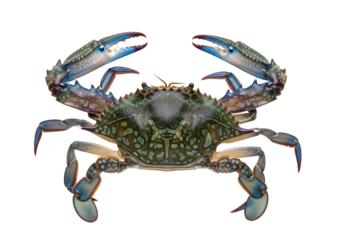 Detailed close-up of a vibrant blue and green crab, showcasing intricate patterns and textures against a stark black background.