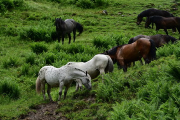 Gruppe von verschiedenen Pferden an einem steilen mit Farnen bewachsenen Brghang