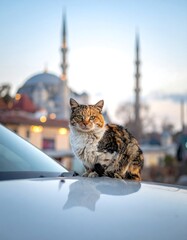A cat sits on a car hood, with a mosque in the background