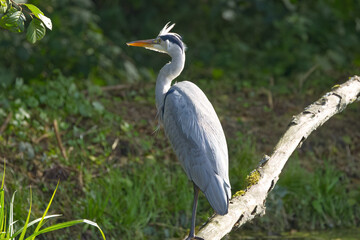 A gray heron with ruffled feathers on its head, gray heron with upright head feathers, grey heron enjoying the first rays of sunshine, surrounded by green leaves and bushes, yellow beak Ardea cinerea