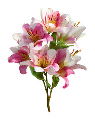 Fototapeta premium A single pink and white flower with a green stem