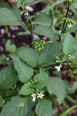 Black nightshade (Solanum nigrum) flowers and berries. Solanaceae annual plants. White flowers bloom in summer and the berries ripen from green to black.