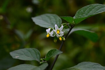 Black nightshade (Solanum nigrum) flowers and berries. Solanaceae annual plants. White flowers bloom in summer and the berries ripen from green to black.