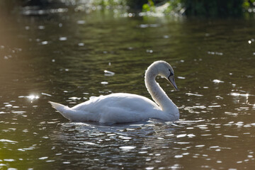 Swan with elegant posture, an elegant swan looks out at the lake glittering in the sun, swimming large white bird, wavy water surface, Cygnus olor