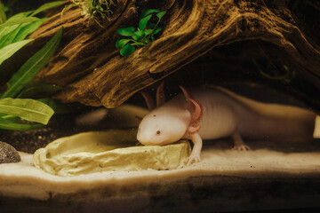Pink axolotl in a natural planted freshwater tank (ambystoma mexicanum)