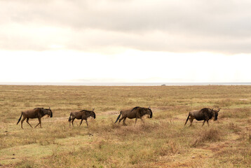 Four wildebeest walking in line across dry grassland under cloudy skies in the Ngorongoro Crater, Tanzania.