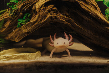 Pink axolotl in a natural planted freshwater tank (ambystoma mexicanum)