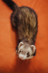 Adorable ferret baby hanging out in home setup, care guide for exotic pets