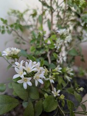 White jasmine flowers on green plant close-up